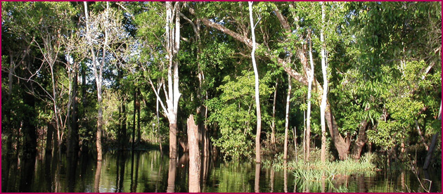 Der Amazonas Regenwald