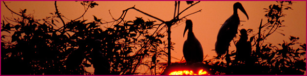 Bird watching at dawn